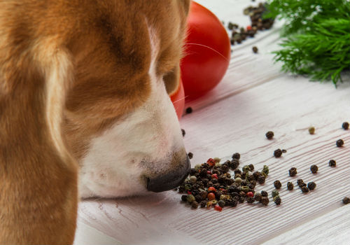 Hot pepper is repels dogs