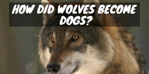 How Did Wolves Become Dogs?