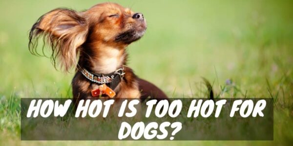 How hot is too hot for dogs