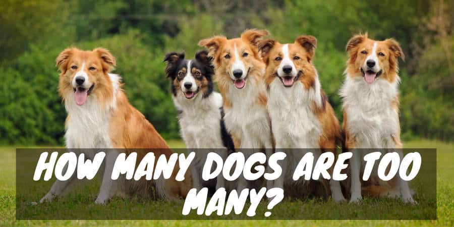 How MANY Dogs Are TOO Many? (Dog Digits) - Dogs and Treats