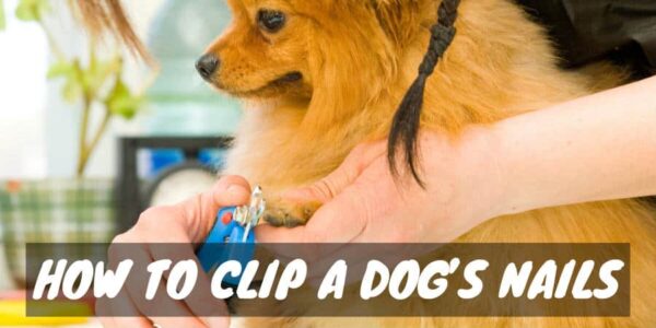 How to clip a dogs nails