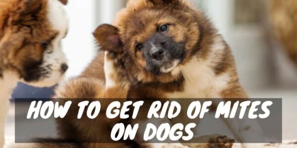 How to get rid of mites on dogs