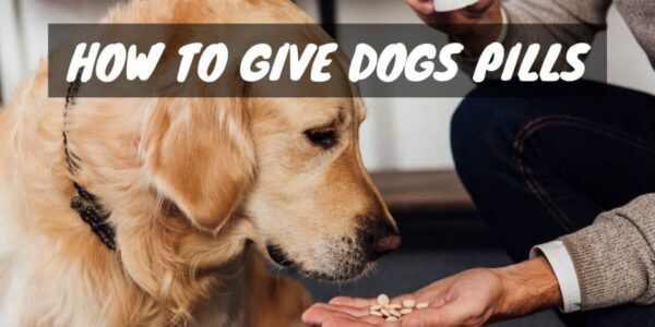 How to Give Dogs Pills