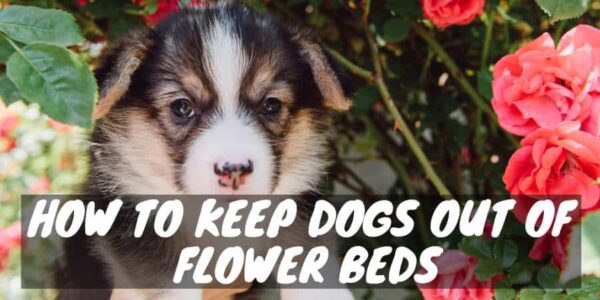 How to Keep Dogs Out of Flower Beds