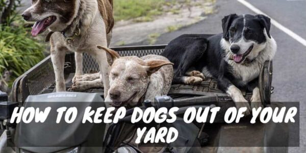 How to keep dogs out of your yard
