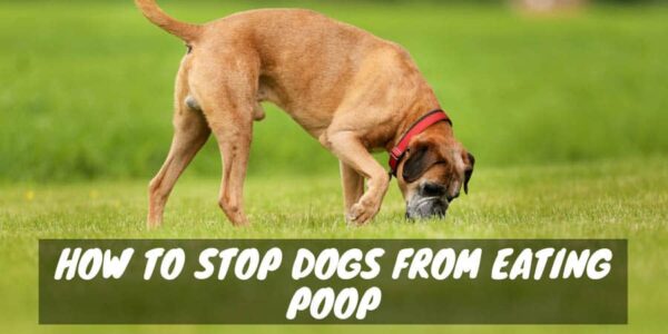 How to stop dogs from eating poop