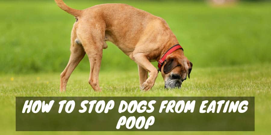 how to stop a dog eating other dogs poop