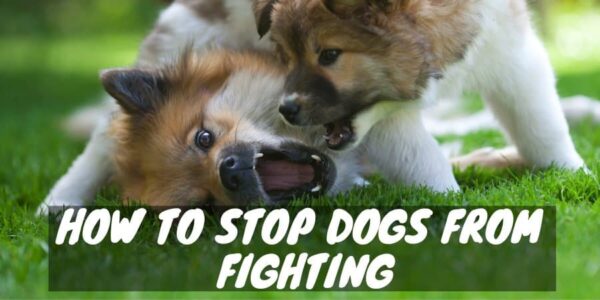 How to Stop Dogs from Fighting