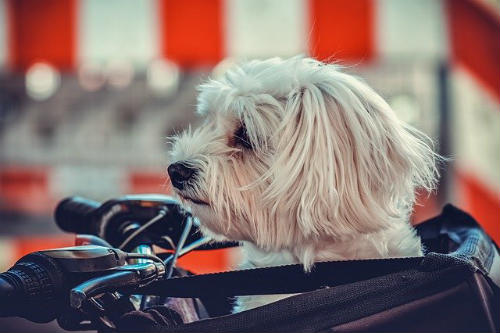 Maltese in the cockpit of a motorcycle