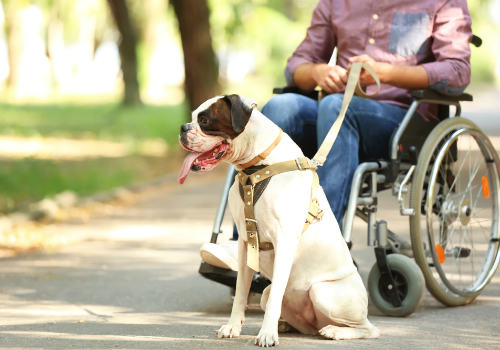 Service dog make excellent guides for those with mobility limitations