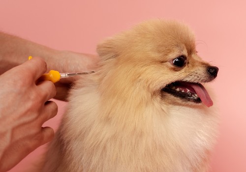 microchip in dogs skin