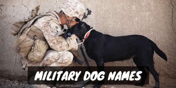 Military Dog Names
