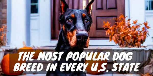 The most popular dog breed in every US state
