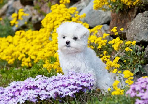 Nice young maltese dog in the flower bed