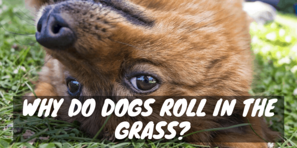 Playful dog rolling in the grass