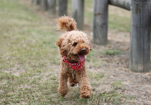 Happy Poodle dog walking near a wooden fence