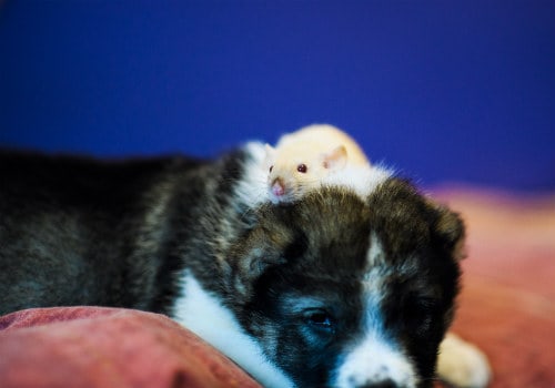 Rat is sitting on the puppy
