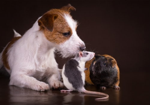 Rats and guinea pigs and dog