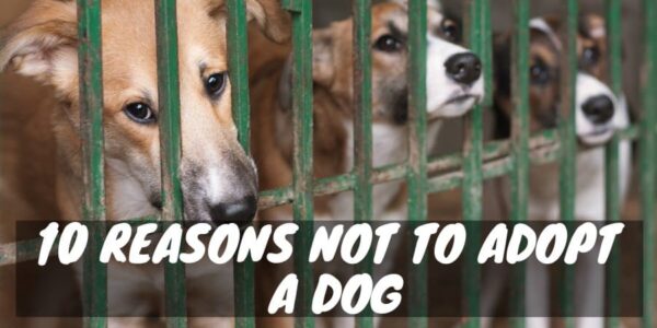10 reasons not to adopt a dog