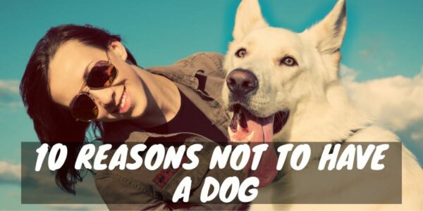 10 reasons not to have a dog