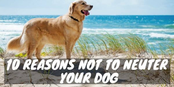 10 reasons not to neuter your dog