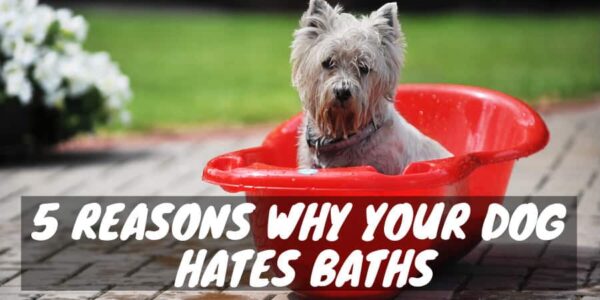 Reasons why your dog hates baths