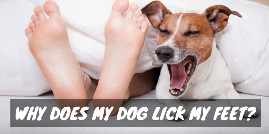 Why dog licks my toes