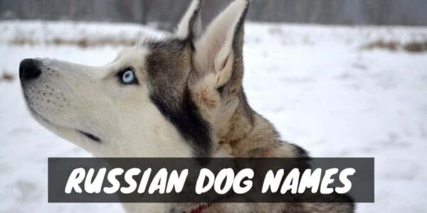 Siberian Huskey with blue eyes