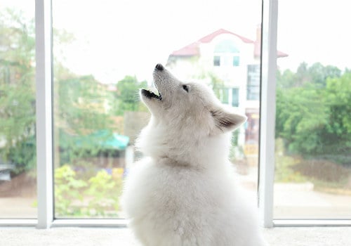Samoyed dog is howling