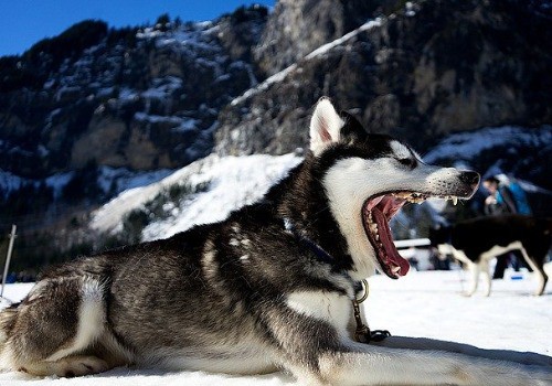 A Siberian Husky laying in the snow yawning