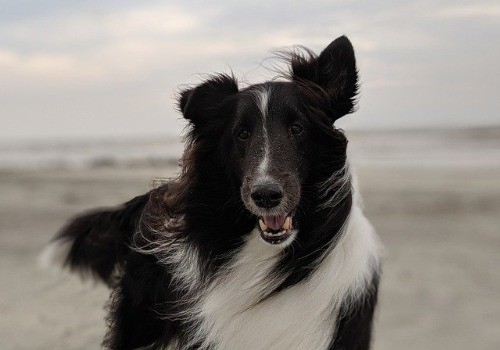 Shetland sheepdog dog breed