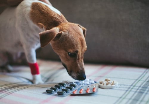 Sick dog Jack Russell and tablets