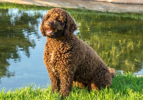 A spanish water dog's breed
