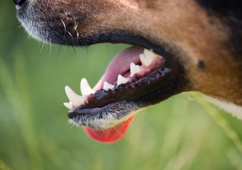 Strong dogs teeth
