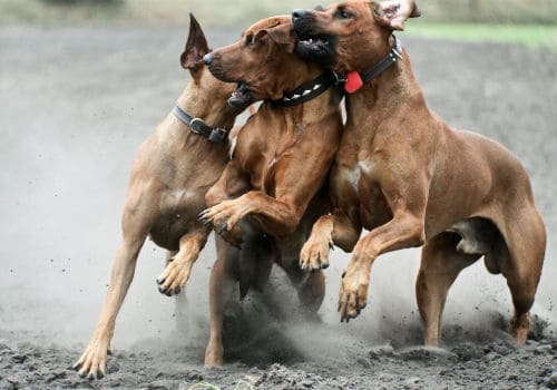 Three dogs are running