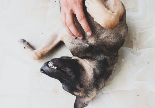 A ticklish dog