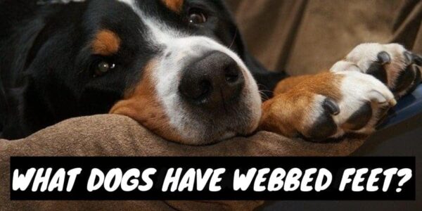 What dogs have webbed feet?