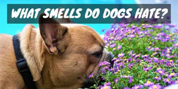 Bulldog smelling flowers