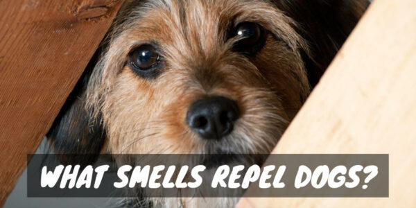 What Smells Repel Dogs?