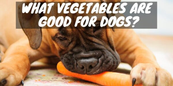 What vegetables are good for dogs?