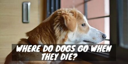 Where Do Dogs Go When They Die?