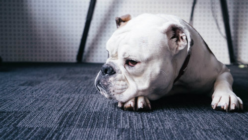 White English bulldog lying on carpet