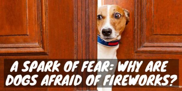 Why are dogs afraid of fireworks
