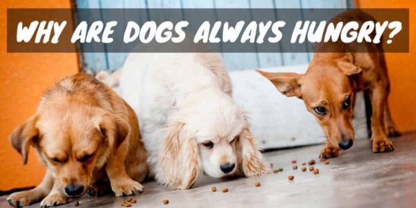 Why Are Dogs Always Hungry?