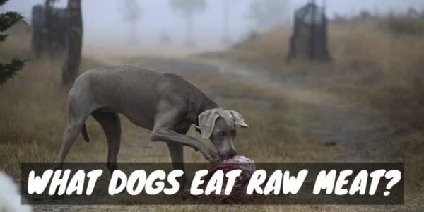 Why can dogs eat raw meat