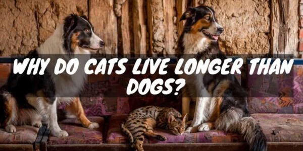 Why Do Cats Live Longer than Dogs?