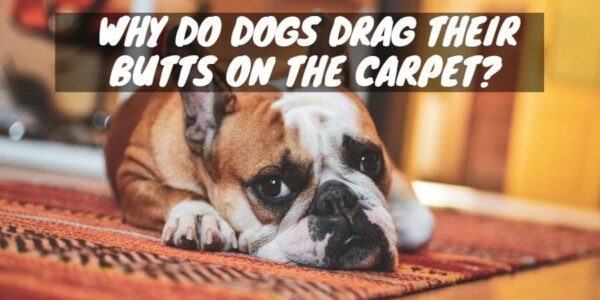 Why Do Dogs Drag Their Butts on the Carpet?