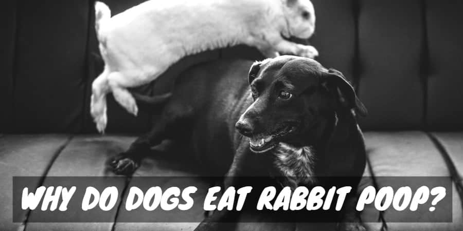 dog keeps eating rabbit poop