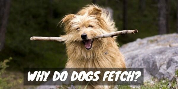 Why Do Dogs Fetch?