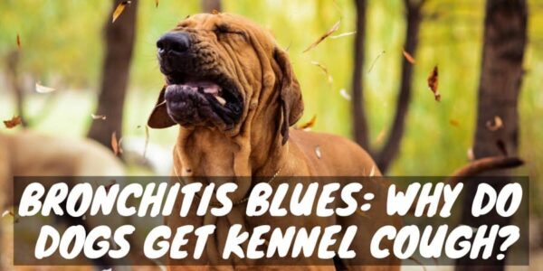 Why Do Dogs Get Kennel Cough?